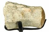 Fossil Mosasaur Vertebra w/ Metal Stand - Texas #377881-2